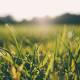 5 tips to manage grass allergies