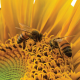Allergy Shots help Bee Sting allergies headlines over honeycomb with bees working